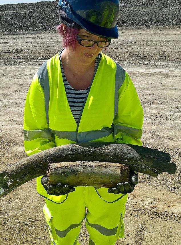 An archaeologist in high vis PPE holding two Mammoth tusks