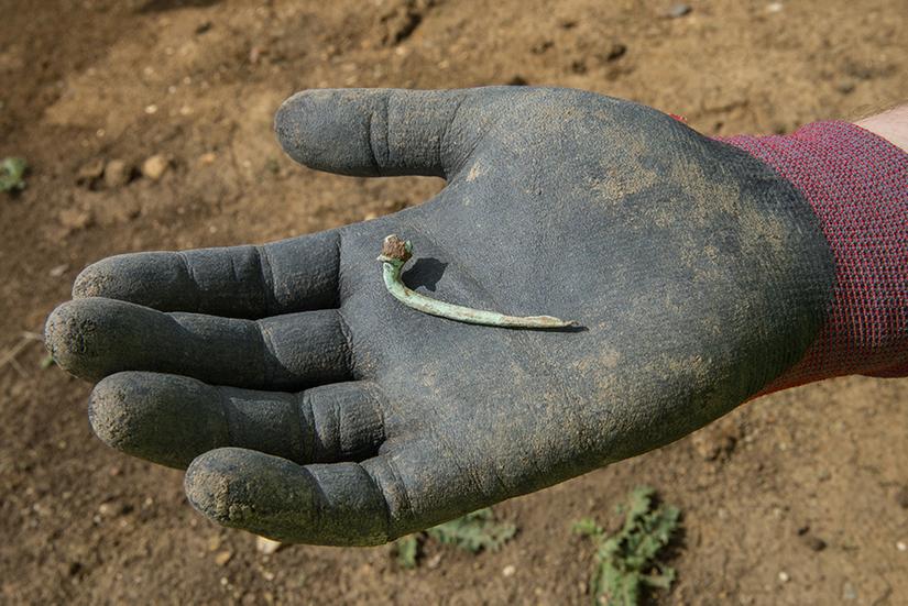 Gloved hand holding half of a metal brooch, which is slightly semicircular in shape, like a bow used to shoot arrows