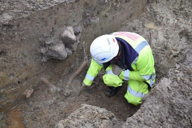 excavating antlers from a ditch on the A428