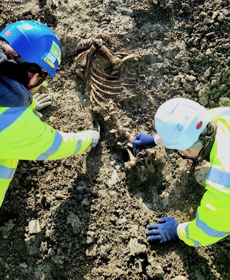 two archaeologists excavating the skeleton of a pig.