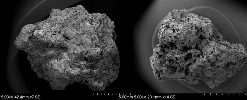 Two types of grain remains under a microscope. The beer on the left has more air bubbles