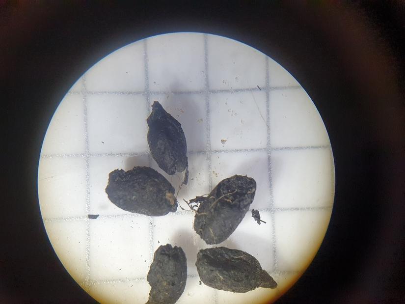 Burnt spelt grains seen under a microscope