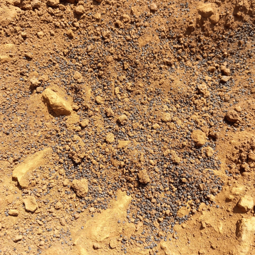 A close up on dark seeds on a background of orange soil