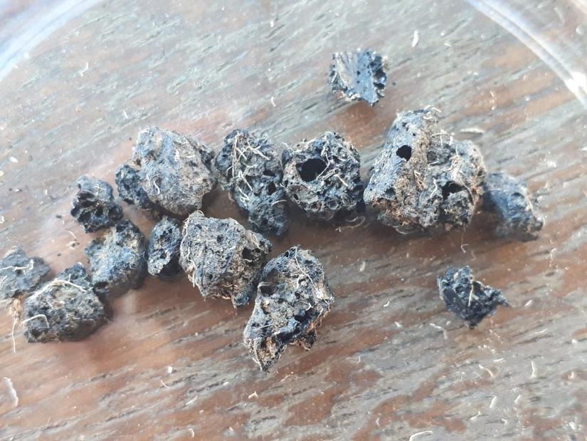 Fragments of residue from early beer-making process