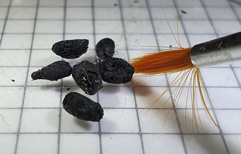 Burnt grains being analysed by a specialist