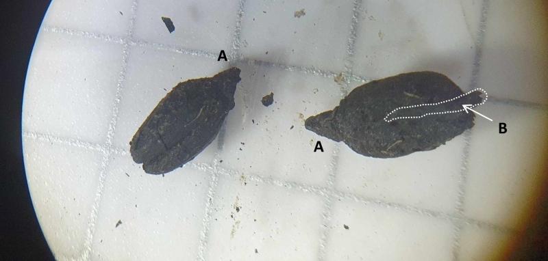 Two charred spelt grains under the microscope.