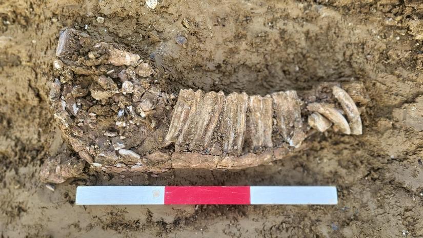 horse skeleton from ditch