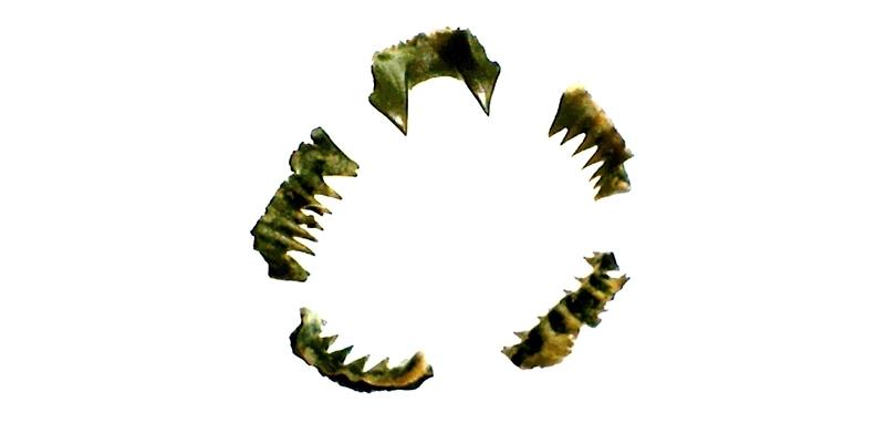 The sharp teeth of lamprey