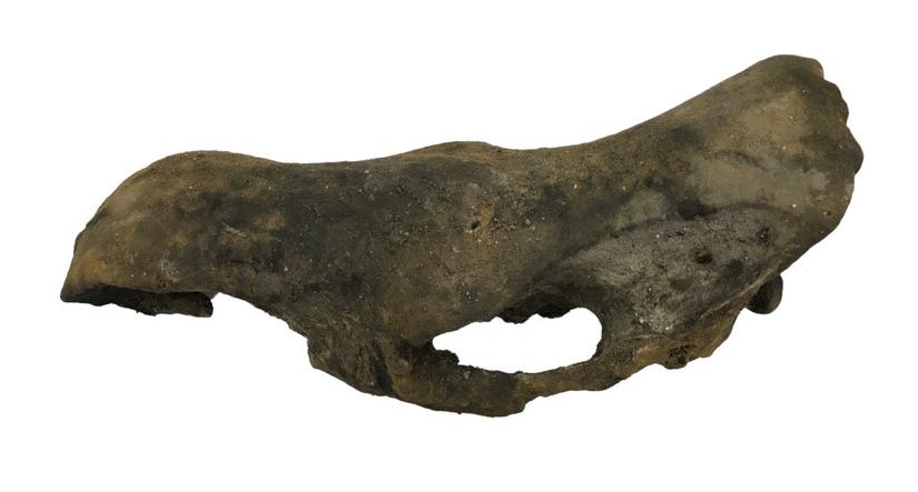 Top half of a woolly rhino skull