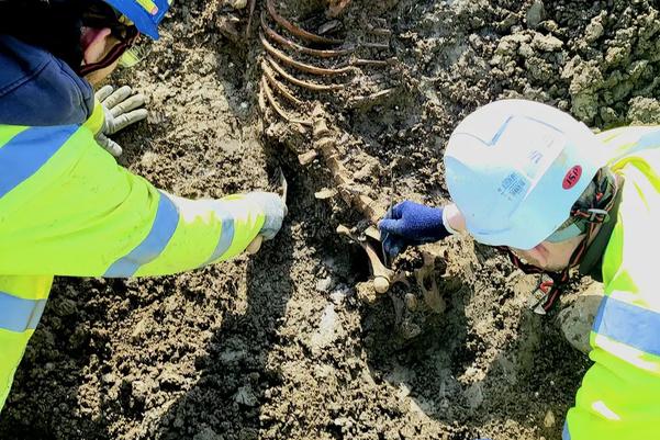 two archaeologists excavating a pig skeleton