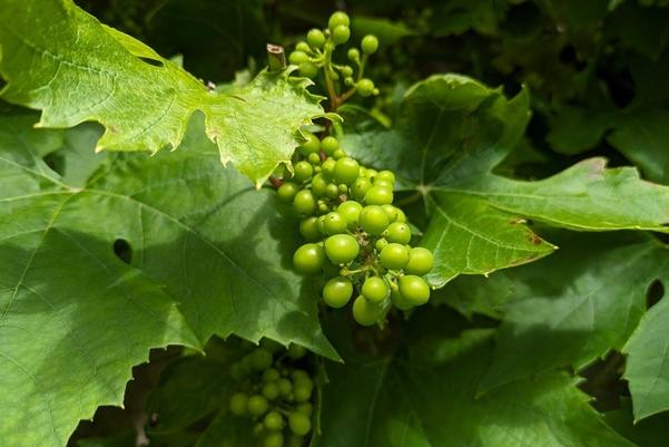 stock photo of grapes on a vine