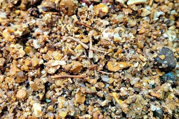 frog bones on gravel background