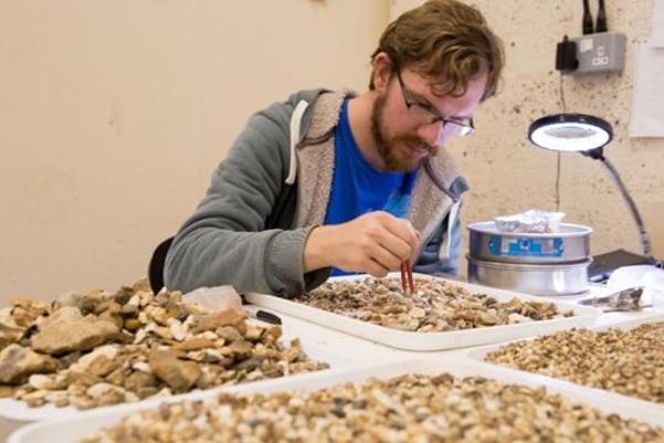 An archaeologist sorts through trays of samples