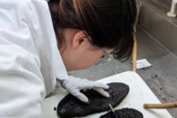 A conservator cleaning the slippers