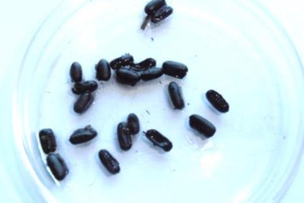 Black oval pellets in a petri dish