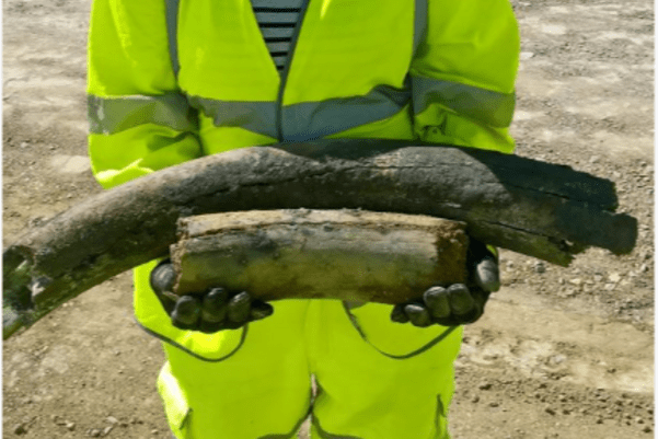 An archaeologist holding mammoth tusks
