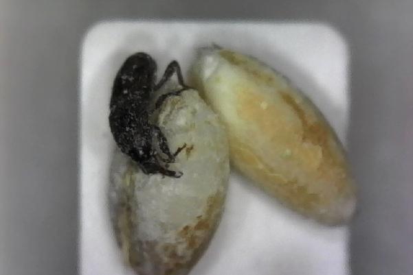 An insect seen through a microscope