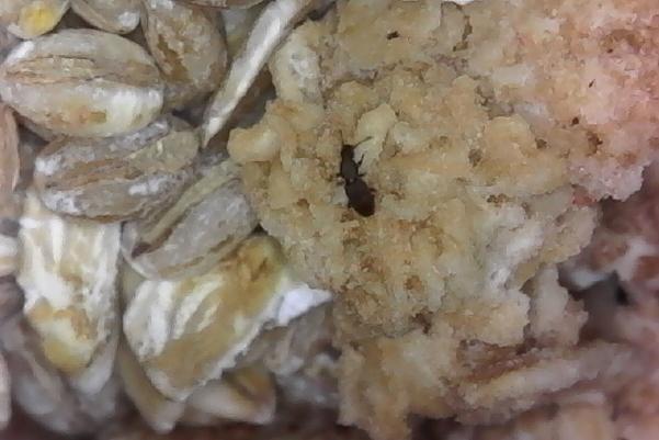 An insect seen through a microscope