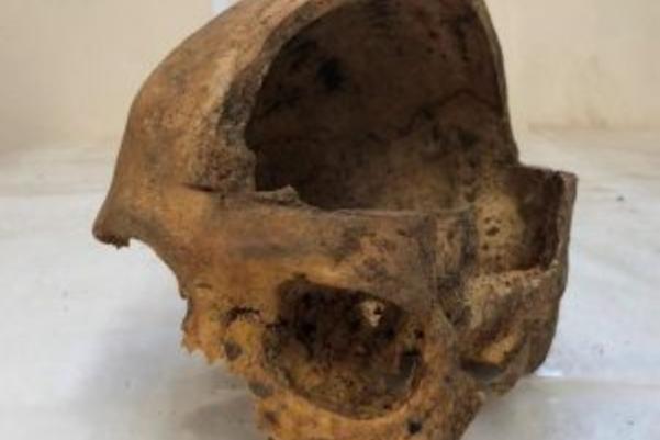 Bisection of adult male cranium from a charnel deposit of dissected remains