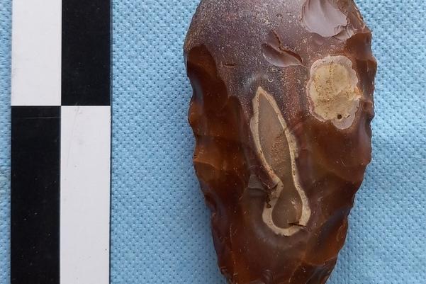One side of the flint laying on a blue background next to a ruler. It is dark brown and tear shaped with two paler spots