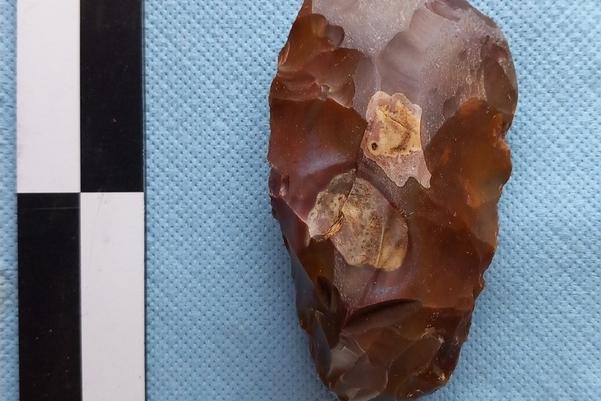 One side of the flint laying on a blue background next to a ruler. It is dark brown and tear shaped with two paler spots