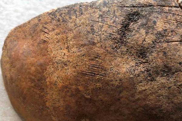 Knife or scalpel cut marks on dissected adult male cranium from a charnel deposit of dissected remains