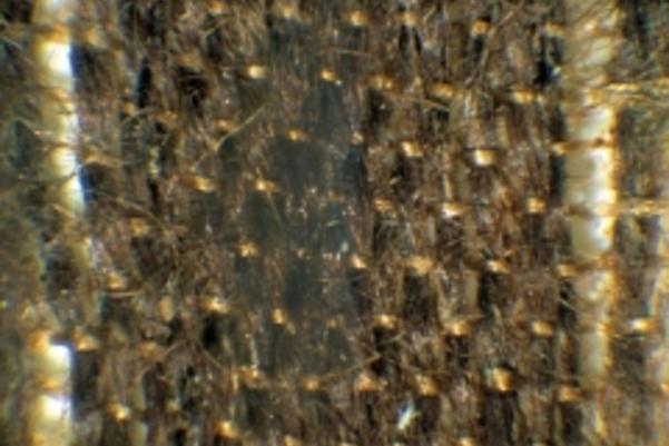 Magnified photo of wool, showing the fibres