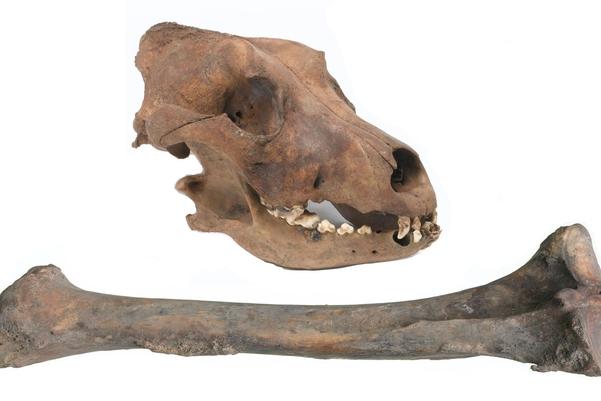 An animal skull and long bone