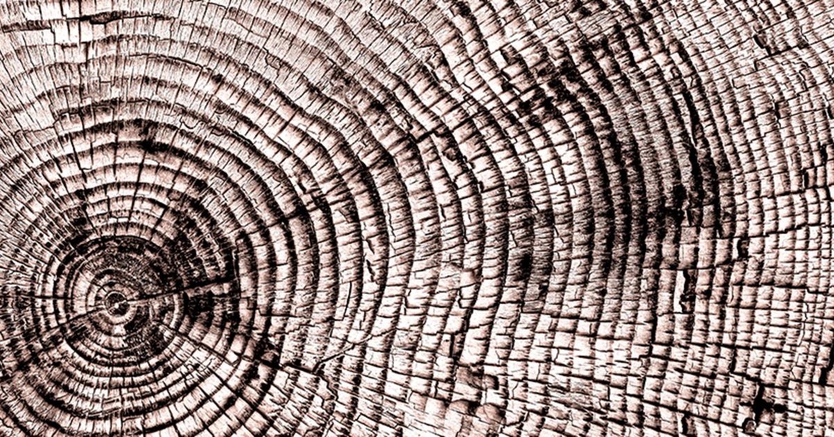 Extinct Timber Timber! The archaeology of Britain’s ancient forests | MOLA